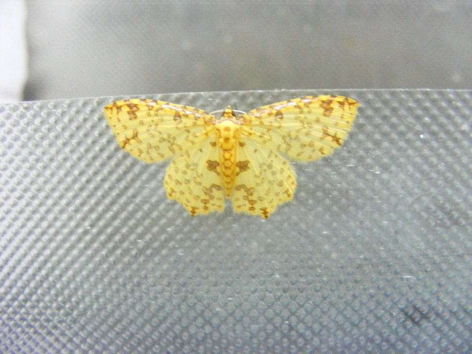 Polynesia sp.,Geometriidae