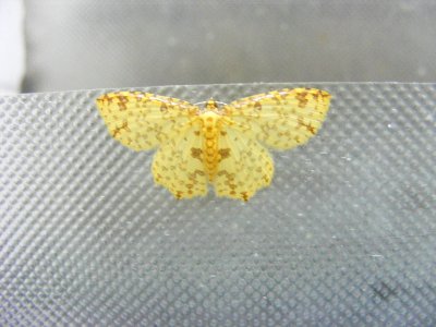 Polynesia sp.,Geometriidae