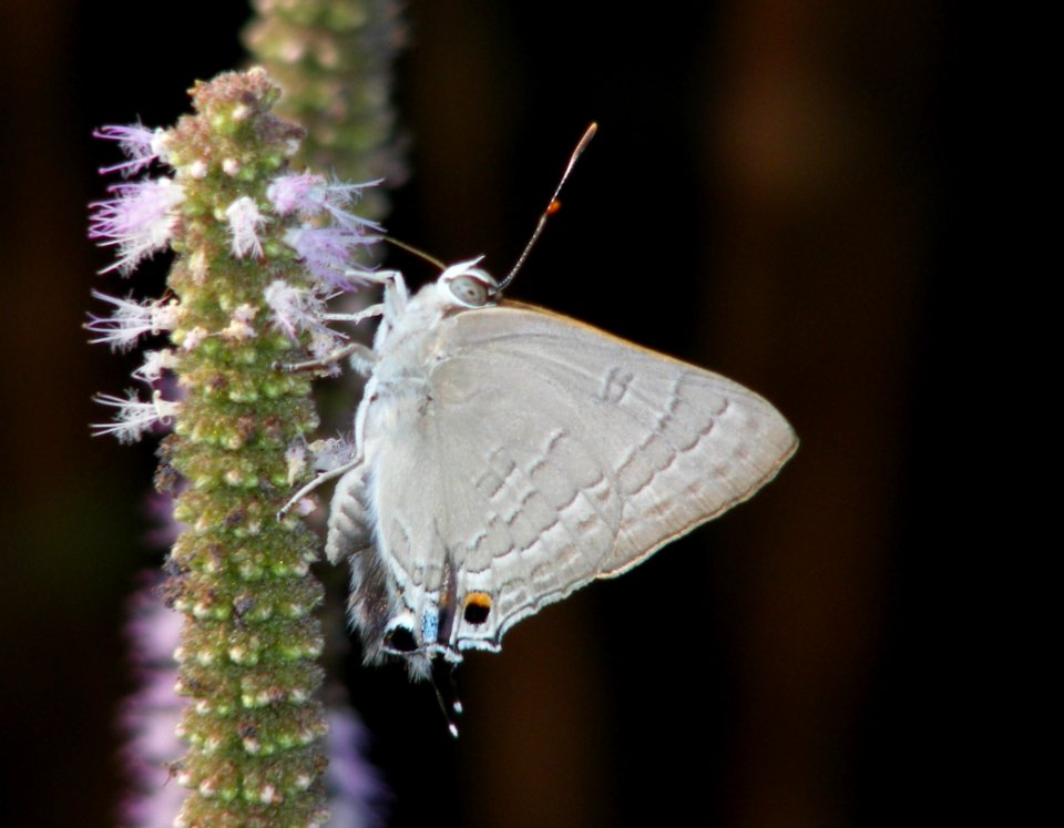 Common Guava Blue Virachola isocrates