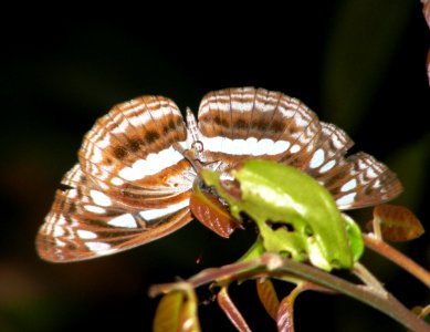 Chestnut-Streaked Sailer Neptis jumbah