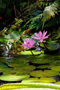 Bloom aquatic plant pond