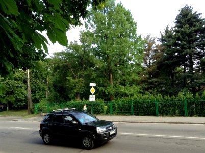 Metasequoia glyptostroboides