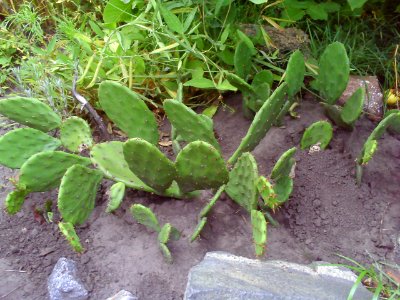 Opuntia humifusa