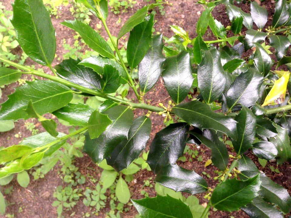 Ilex aquifolium. Leaves