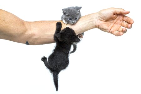 Pussy animals sweet