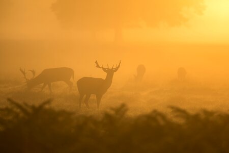 Wildlife mammal antler