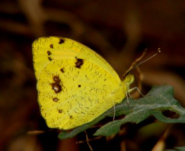 Yellow Orange Tip  Ixias pyrene (Male)