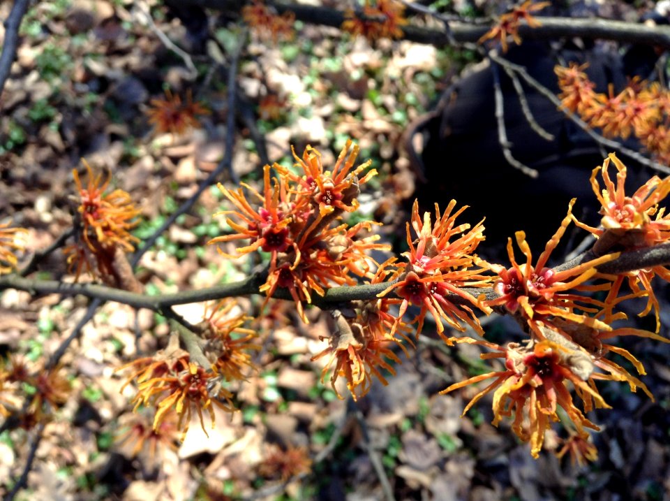 Hamamelis virginiana