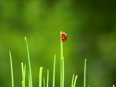 Red siebenpunkt chives