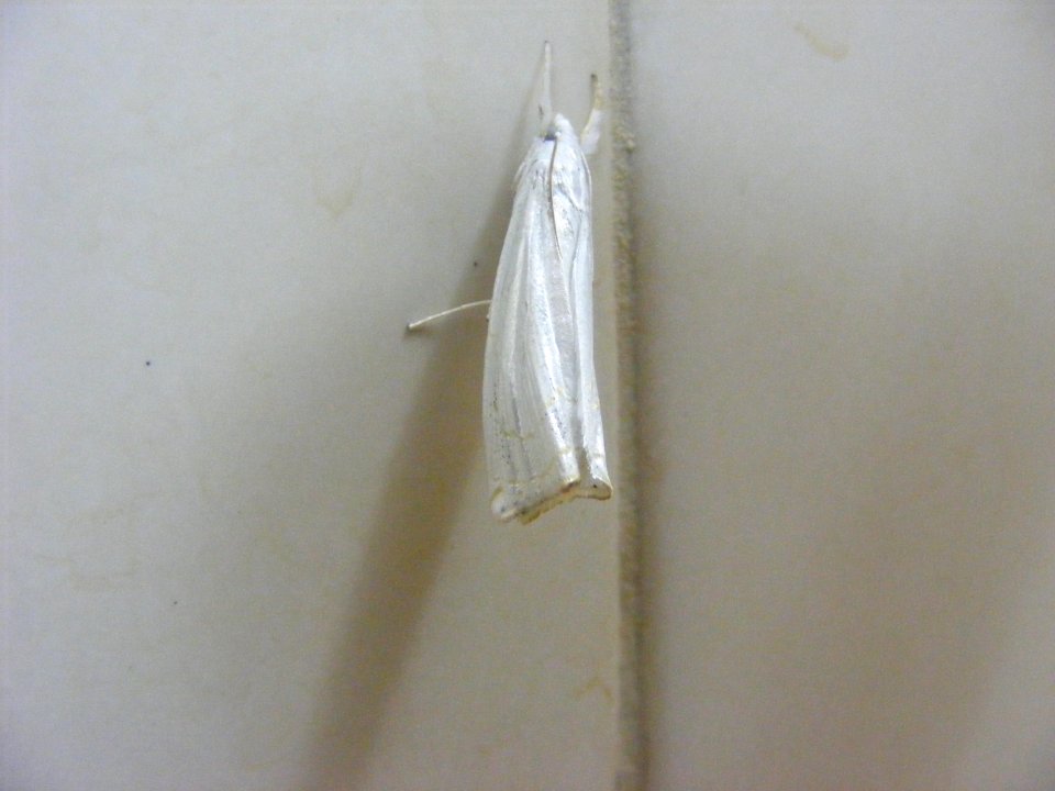 Ancylolomia sp., Crambidae, Crambinae.