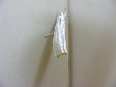 Ancylolomia sp., Crambidae, Crambinae.