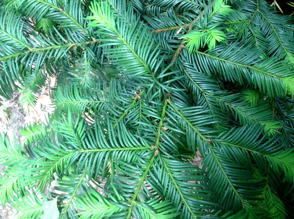 Taxus baccata. Leaves