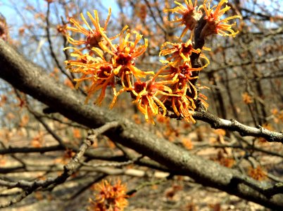 Hamamelis virginiana