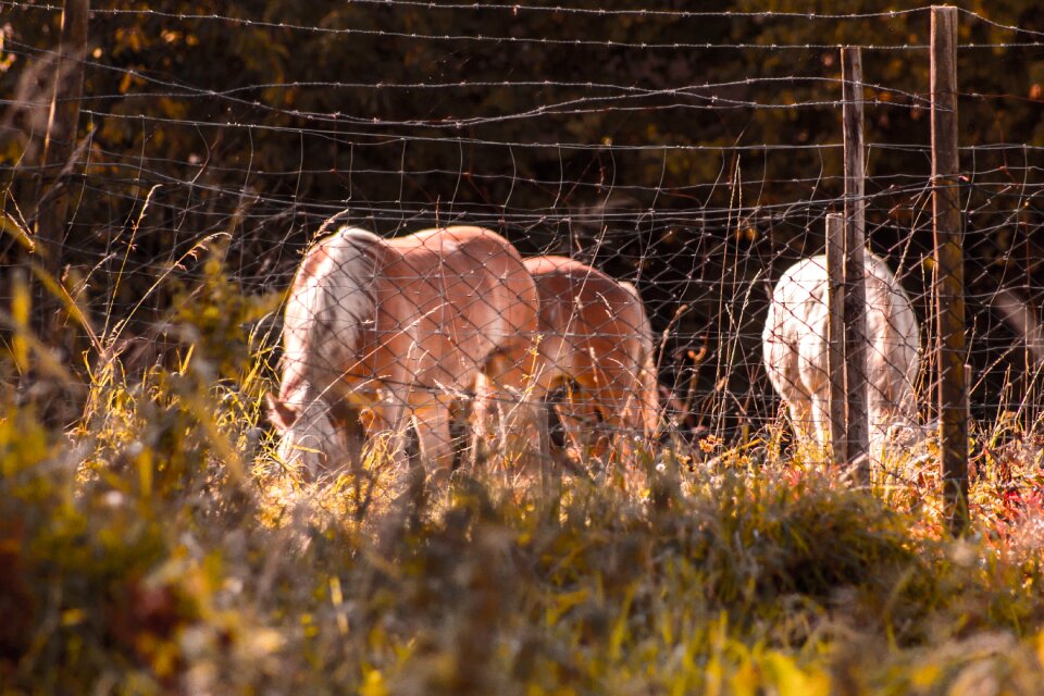 Meadow fence barbed wire