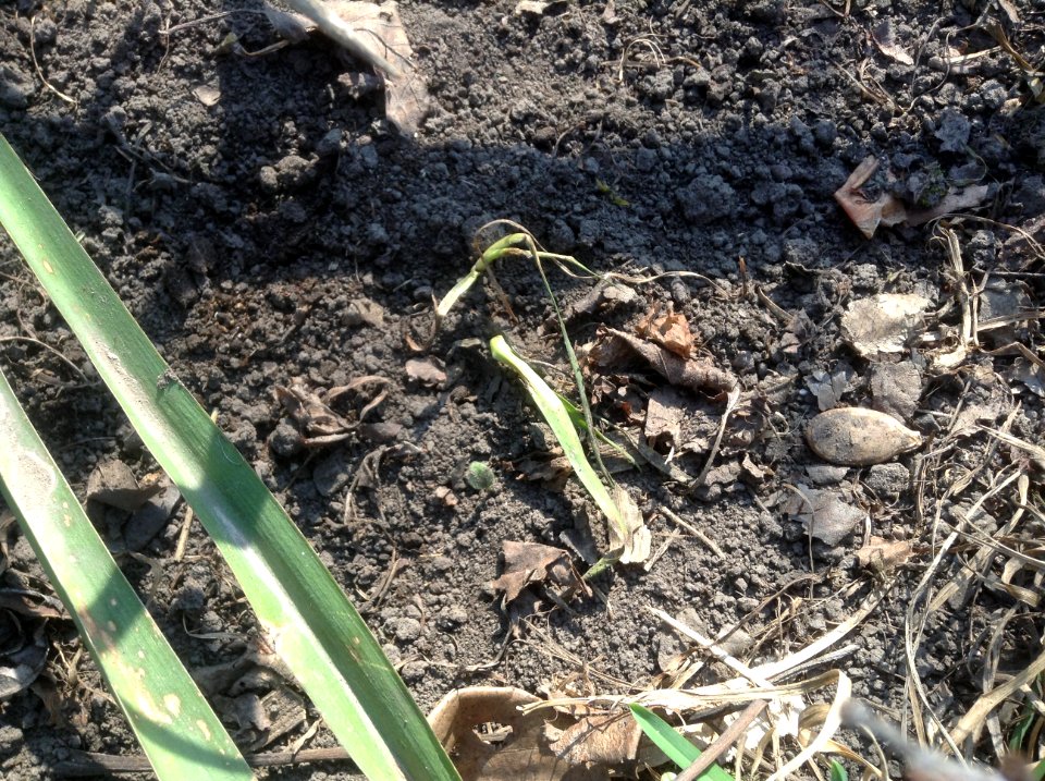 Yucca filamentosa seedlings
