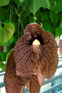 Aristolochia gigantea blossom bloom