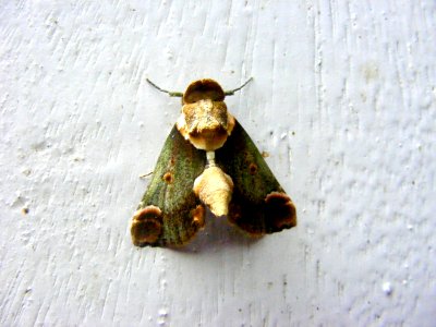 Risoba sp., Nolidae, Risobinae.