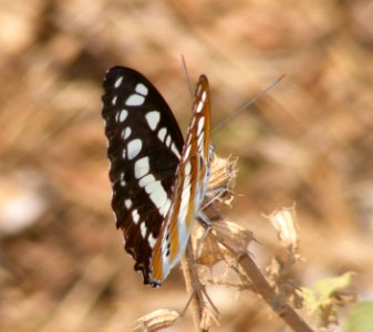 Common Sergeant