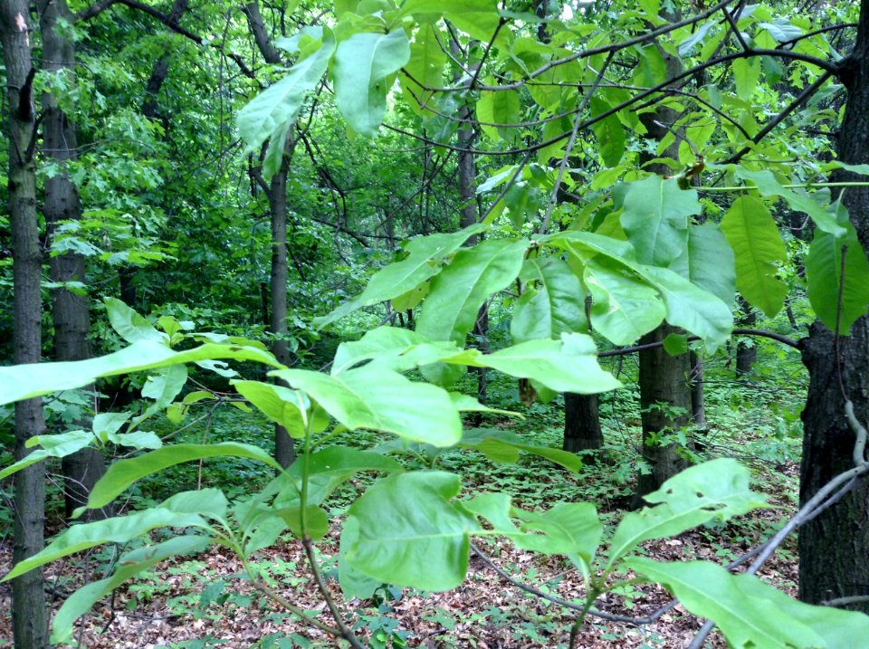 Quercus imbricaria. Leaves