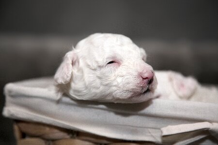 Animals dogs sweet