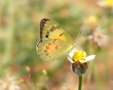 Small Salmon Arab, Colotis amata photo