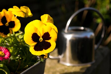 Brown silver pot