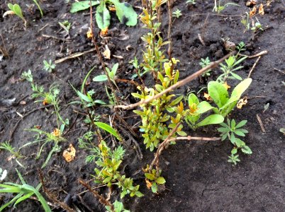 Punica granatum seedlings