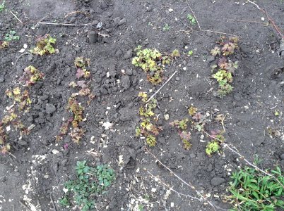 Paeonia suffruticosa seedlings