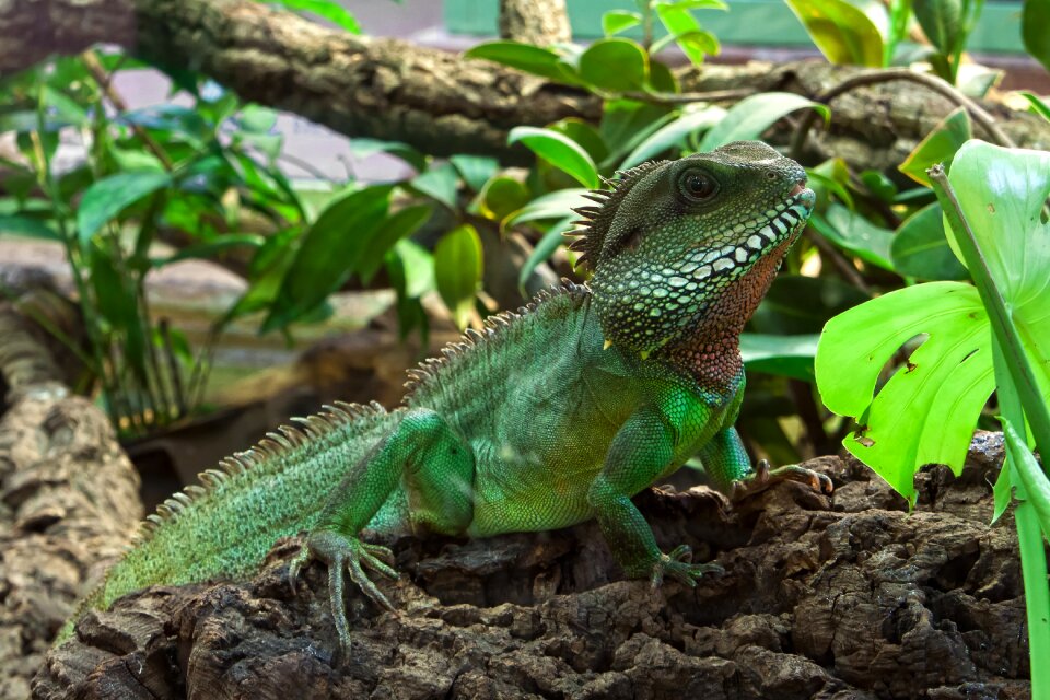 Creature iguana gecko