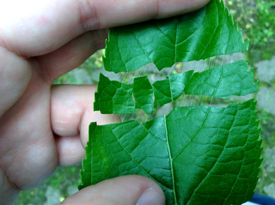 Eucommia ulmoides. Leaf
