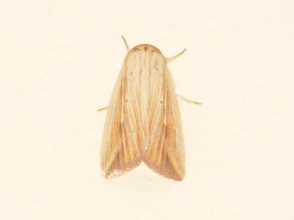 Mythimna sp., Noctuidae