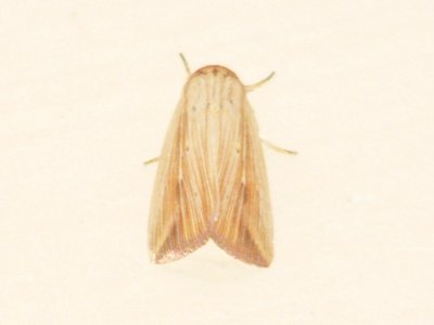 Mythimna sp., Noctuidae