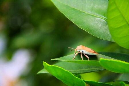 Shield bug close-up aphids