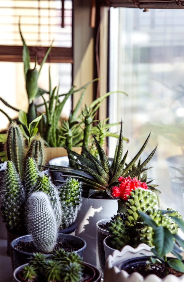 Home decoration green