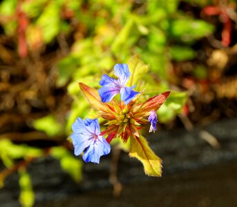 Floral spring plant photo