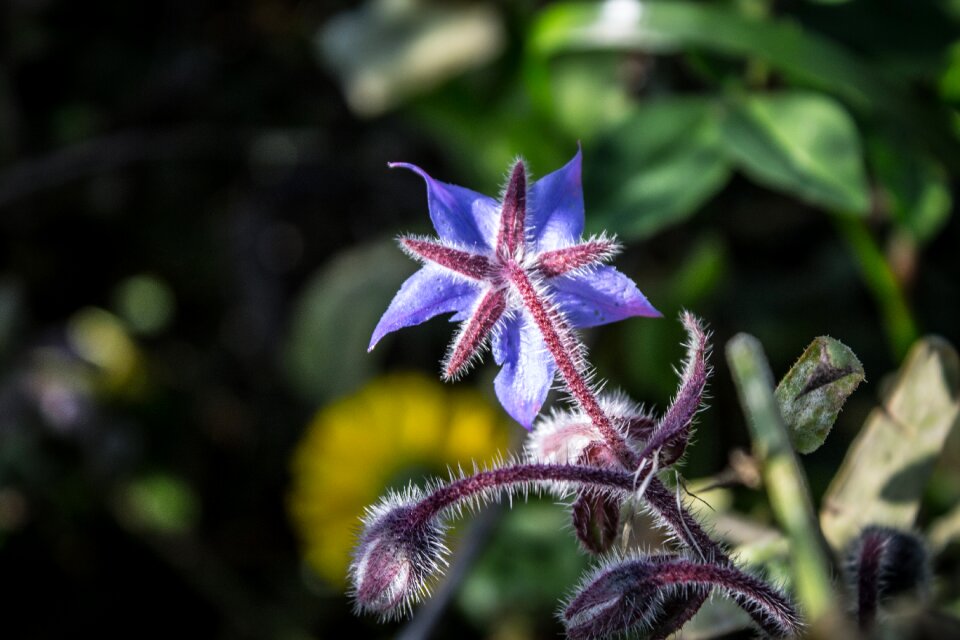 Blue fur plant