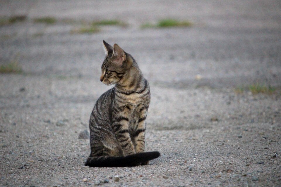 Kitten mackerel domestic cat