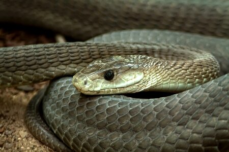 Reptile animal creature