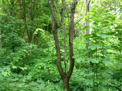 Prunus amygdalus. Stem