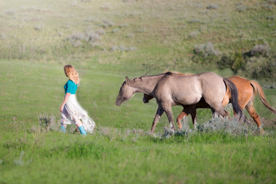 Countryside animal nature