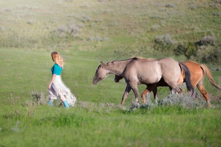 Countryside animal nature