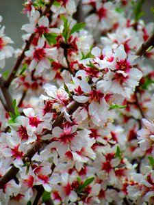 White flowers nature