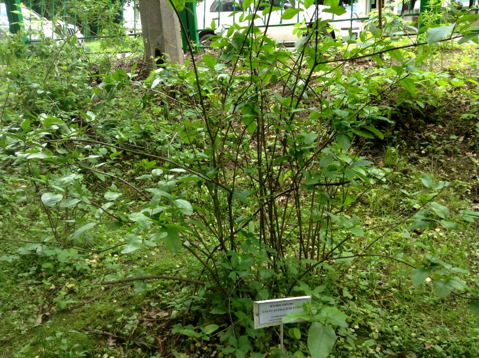 Calycanthus floridus