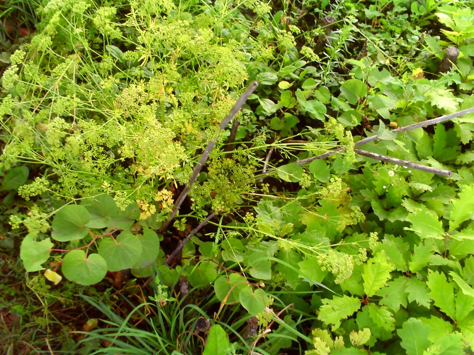 Cercis siliquastrum and Quercus rubra
