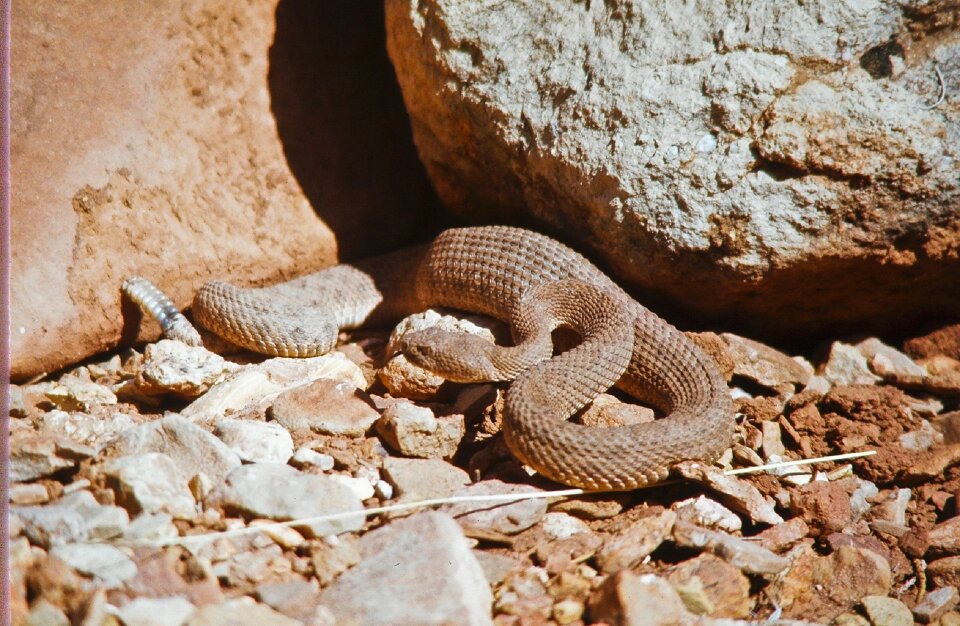 Reptile wildlife venomous