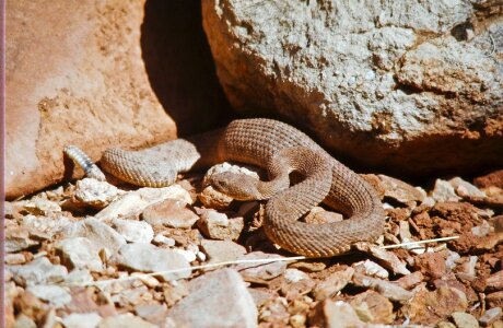 Reptile wildlife venomous photo