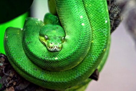 Tree snake reptile dangerous photo