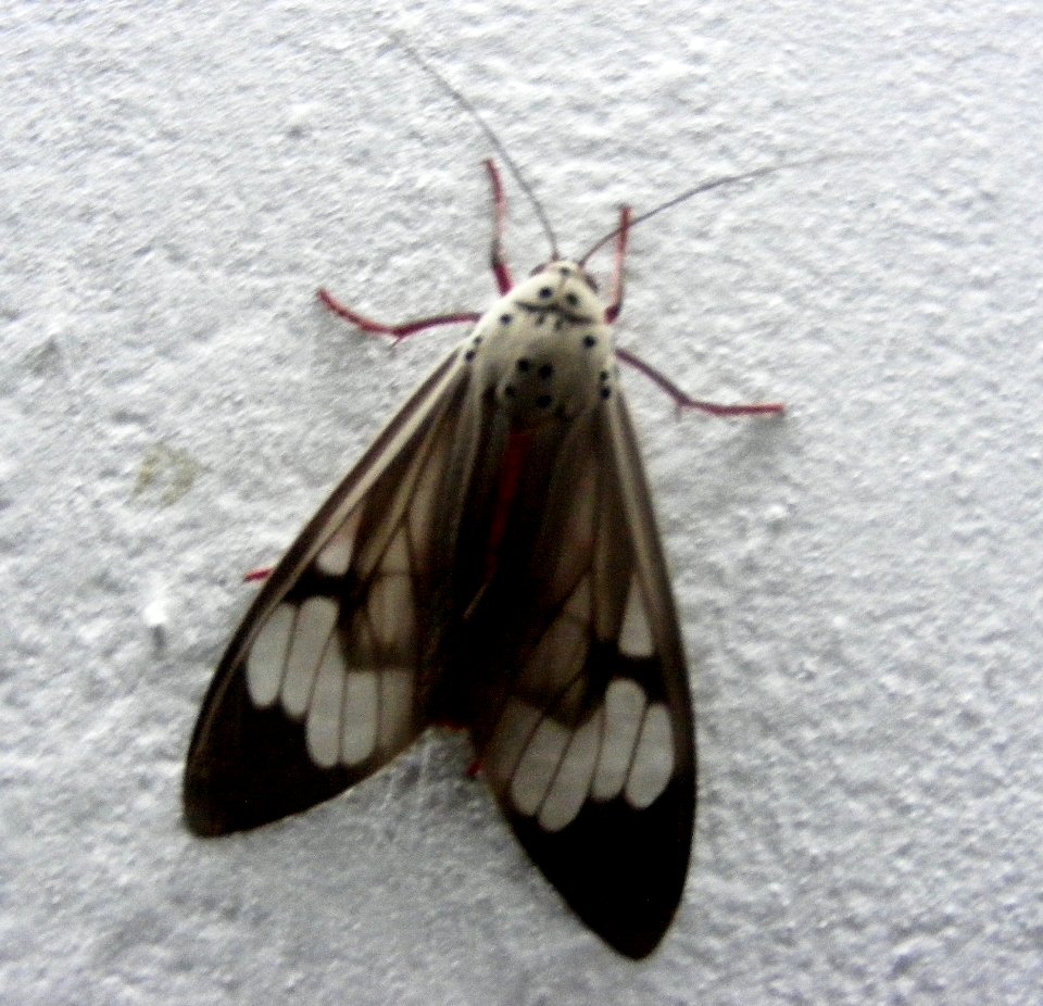 Amerila astrea, Arctiidae, Arctiinae