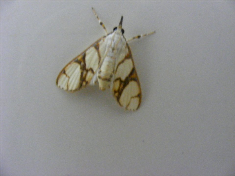 Cirrhochrista fumipalpis Crambidae, Spilomelinae