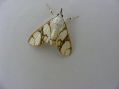 Cirrhochrista fumipalpis Crambidae, Spilomelinae